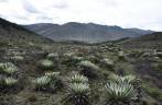 Vegetação típica de altitude no Parque Nacional Laguna Negra, perto de Apartaderos, na região de Mérida, nos Andes venezuelanos